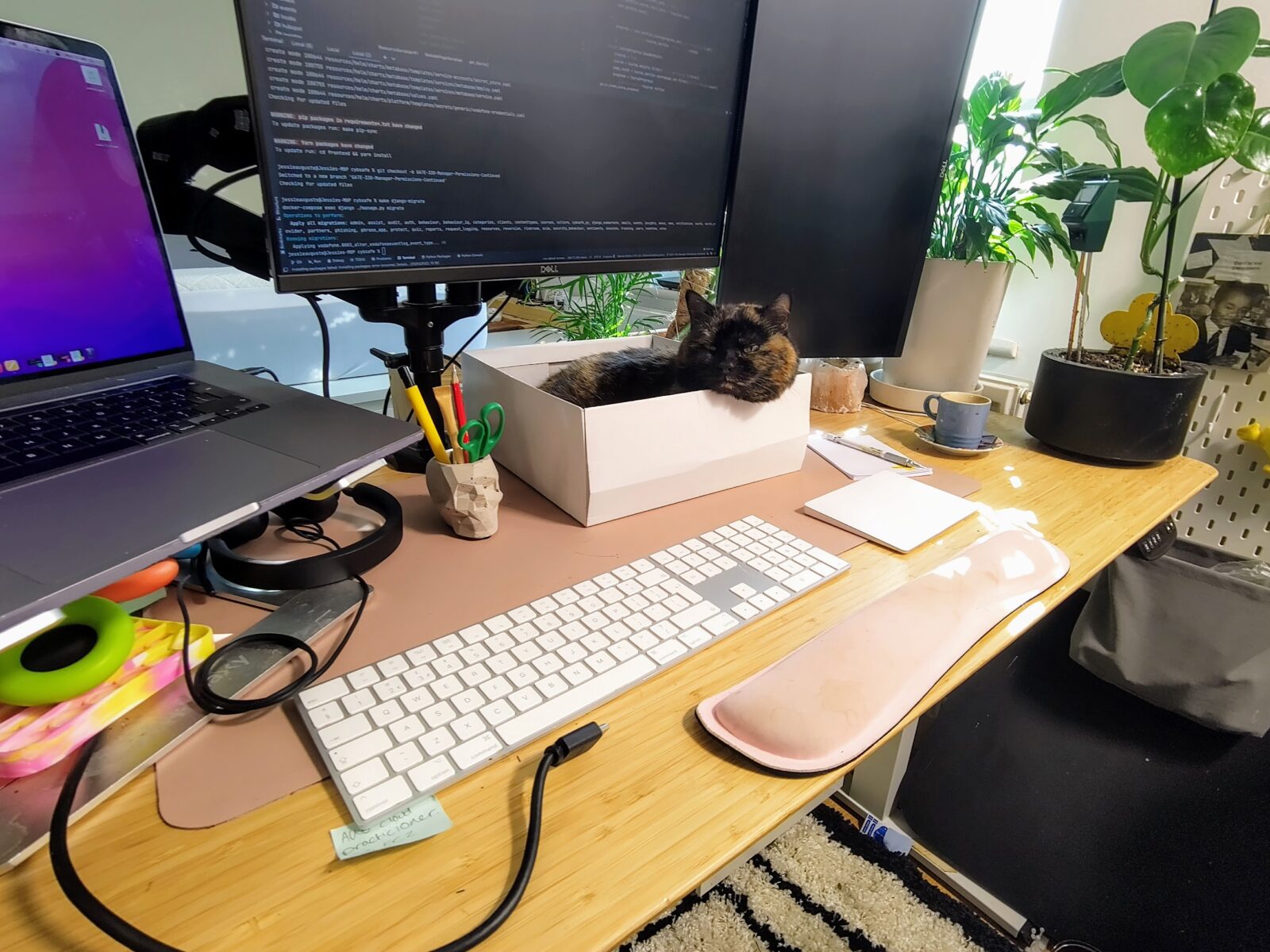 Jessie's cat sat on her desk