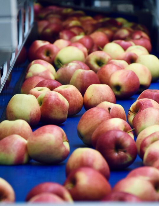 A conveyor belt of apples